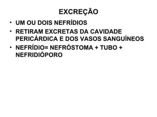 EXCREÇÃO
• UM OU DOIS NEFRÍDIOS
• RETIRAM EXCRETAS DA CAVIDADE
PERICÁRDICA E DOS VASOS SANGUÍNEOS
• NEFRÍDIO= NEFRÓSTOMA + TUBO +
NEFRIDIÓPORO
 