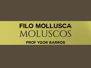 Filo Mollusca
moluscos
Prof Ygor Barros
 