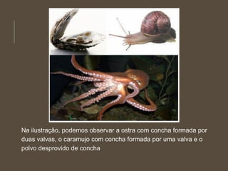 Na ilustração, podemos observar a ostra com concha formada por
duas valvas, o caramujo com concha formada por uma valva e o
polvo desprovido de concha
 