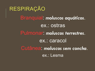 RESPIRAÇÃO
Branquial: moluscos aquáticos.
ex.: ostras
Pulmonar: moluscos terrestres.
ex.: caracol
Cutânea: moluscos sem concha.
ex.: Lesma
 