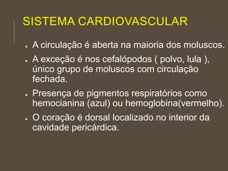 SISTEMA CARDIOVASCULAR
● A circulação é aberta na maioria dos moluscos.
● A exceção é nos cefalópodos ( polvo, lula ),
único grupo de moluscos com circulação
fechada.
● Presença de pigmentos respiratórios como
hemocianina (azul) ou hemoglobina(vermelho).
● O coração é dorsal localizado no interior da
cavidade pericárdica.
 