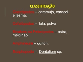 CLASSIFICAÇÃO
Gastrópodos – caramujo, caracol
e lesma.
Cefalópodos – lula, polvo
Bivalves ou Pelecípodos – ostra,
mexilhão
Amphineura – quíton.
Scaphopoda – Dentalium sp.
 