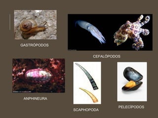 GASTRÓPODOS
CEFALÓPODOS
ANPHINEURA
SCAPHOPODA
PELECÍPODOS
 