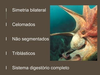 l Simetria bilateral
l Celomados
l Não segmentados
l Triblásticos
l Sistema digestòrio completo
 