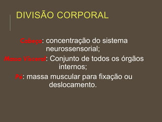 DIVISÃO CORPORAL
Cabeça: concentração do sistema
neurossensorial;
Massa Visceral: Conjunto de todos os órgãos
internos;
Pé: massa muscular para fixação ou
deslocamento.
 