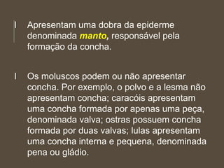 l Apresentam uma dobra da epiderme
denominada manto, responsável pela
formação da concha.
l Os moluscos podem ou não apresentar
concha. Por exemplo, o polvo e a lesma não
apresentam concha; caracóis apresentam
uma concha formada por apenas uma peça,
denominada valva; ostras possuem concha
formada por duas valvas; lulas apresentam
uma concha interna e pequena, denominada
pena ou gládio.
 