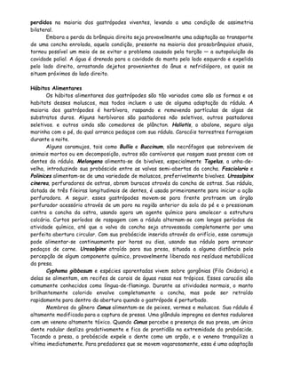 perdidos na maioria dos gastrópodes viventes, levando a uma condição de assimetria
bilateral.
       Embora a perda da brânquia direita seja provavelmente uma adaptação ao transporte
de uma concha enrolada, aquela condição, presente na maioria dos prosobrânquios atuais,
tornou possível um meio de se evitar o problema causado pela torção — a autopoluição da
cavidade palial. A água é drenada para a cavidade do manto pelo lado esquerdo e expelida
pelo lado direito, arrastando dejetos provenientes do ânus e nefridióporo, os quais se
situam próximos do lado direito.

Hábitos Alimentares
       Os hábitos alimentares dos gastrópodes são tão variados como são as formas e os
habitats desses moluscos, mas todos incluem o uso de alguma adaptação da rádula. A
maioria dos gastrópodes é herbívora, raspando e removendo partículas de algas de
substratos duros. Alguns herbívoros são pastadores não seletivos, outros pastadores
seletivos. e outros ainda são comedores de plâncton. Haliotis, o abalone, segura alga
marinha com o pé, da qual arranca pedaços com sua rádula. Caracóis terrestres forrageiam
durante a noite.
       Alguns caramujos, tais como Bullia e Buccinum, são necrófagos que sobrevivem de
animais mortos ou em decomposição, outros são carnívoros que rasgam suas presas com os
dentes da rádula. Melongena alimenta-se de bivalves, especialmente Tagelus, a unha-de-
velha, introduzindo sua probóscide entre as valvas semi-abertas da concha. Fasciolaria e
Polinices alimentam-se de uma variedade de moluscos, preferivelmente bivalves. Urosalpinx
cinerea, perfuradores de ostras, abrem buracos através da concha de ostras. Sua rádula,
dotada de três fileiras longitudinais de dentes, é usada primeiramente para iniciar a ação
perfuradora. A seguir. esses gastrópodes movem-se para frente protraem um órgão
perfurador acessório através de um poro na região anterior da sola do pé e o pressionam
contra a concha da ostra, usando agora um agente químico para amolecer a estrutura
calcária. Curtos períodos de raspagem com a rádula alternam-se com longos períodos de
atividade química, até que a valva da concha seja atravessada completamente por uma
perfeita abertura circular. Com sua probóscide inserida através do orifício, esse caramujo
pode alimentar-se continuamente por horas ou dias, usando sua rádula para arrancar
pedaços de carne. Urosalpinx atraído para sua presa, situada a alguma distância pela
percepção de algum componente químico, provavelmente liberado nos resíduos metabólicos
da presa.
       Cyphoma gibbosum e espécies aparentadas vivem sobre gorgônias (Filo Cnidaria) e
delas se alimentam, em recifes de corais de águas rasas nos trópicos. Esses caracóis são
comumente conhecidos como língua-de-flamingo. Durante as atividades normais, o manto
brilhantemente colorido envolve completamente a concha, mas pode ser retraído
rapidamente para dentro da abertura quando o gastrópode é perturbado.
       Membros do gênero Conus alimentam-se de peixes, vermes e moluscos. Sua rádula é
altamente modificada para a captura de presas. Uma glândula impregna os dentes radulares
com um veneno altamente tóxico. Quando Conus percebe a presença de sua presa, um único
dente radular desliza gradativamente e fica de prontidão na extremidade da probóscide.
Tocando a presa, a probóscide expele o dente como um arpão, e o veneno tranquiliza a
vítima imediatamente. Para predadores que se movem vagarosamente, essa é uma adaptação
 