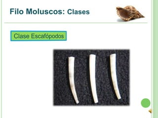 Filo Moluscos: Clases
 
