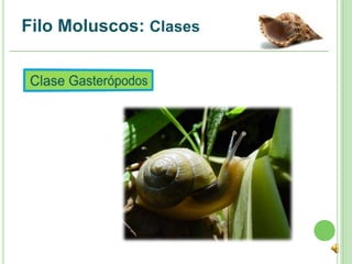 Filo Moluscos: Clases
 
