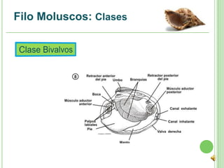 Filo Moluscos: Clases
 
