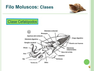 Filo Moluscos: Clases
 