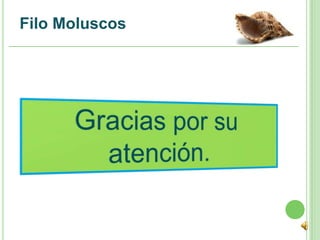Filo Moluscos
 