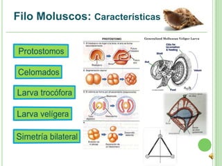 Filo Moluscos: Características
 