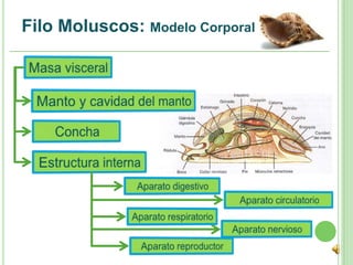 Filo Moluscos: Modelo Corporal
 