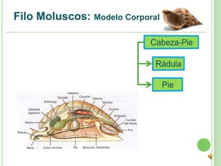 Filo Moluscos: Modelo Corporal
 
