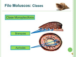 Filo Moluscos: Clases
 