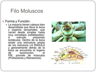 Filo Moluscos
 Forma y Función:
   La mayoría tienen cabeza bien
    desarrollada que lleva la boca
    y órganos sensoriales, que
    varían desde simples hasta
    muy complejos (cefalópodos).
    A      menudo        presentan
    tentáculos. Dentro de la boca
    existe una estructura propia
    de los moluscos LA RADULA
    y generalmente detrás de la
    boca se encuentra el órgano
    de        locomoción,        el
    PIE, provisto de músculos
    (Protractores y Retractores)
 