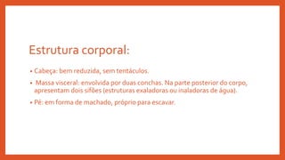 Estrutura corporal:
• Cabeça: bem reduzida, sem tentáculos.
• Massa visceral: envolvida por duas conchas. Na parte posterior do corpo,
apresentam dois sifões (estruturas exaladoras ou inaladoras de água).
• Pé: em forma de machado, próprio para escavar.
 