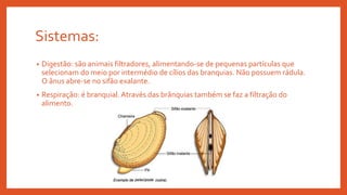 Sistemas:
• Digestão: são animais filtradores, alimentando-se de pequenas partículas que
selecionam do meio por intermédio de cílios das branquias. Não possuem rádula.
O ânus abre-se no sifão exalante.
• Respiração: é branquial. Através das brânquias também se faz a filtração do
alimento.
 