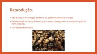 Reprodução:
• São dióicos, a fecundação é externa e o desenvolvimento é indireto.
• Existem espécies de bivalves em que os sexos são separados e existem as que são
hermafroditas.
• Não apresentam cópula.
 