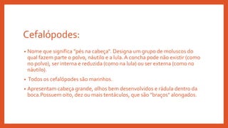 Cefalópodes:
• Nome que significa "pés na cabeça". Designa um grupo de moluscos do
qual fazem parte o polvo, náutilo e a lula. A concha pode não existir (como
no polvo), ser interna e reduzida (como na lula) ou ser externa (como no
náutilo).
• Todos os cefalópodes são marinhos.
• Apresentam cabeça grande, olhos bem desenvolvidos e rádula dentro da
boca.Possuem oito, dez ou mais tentáculos, que são "braços" alongados.
 