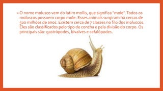 • O nome molusco vem do latim mollis, que significa "mole".Todos os
moluscos possuem corpo mole. Esses animais surgiram há cercas de
500 milhões de anos. Existem cerca de 7 classes no filo dos moluscos.
Eles são classificados pelo tipo de concha e pela divisão do corpo. Os
principais são: gastrópodes, bivalves e cefalópodes.
 