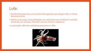 Lula:
• Geralmente pequenas, mas existem lulas gigantes que atingem até 12 metros
decomprimento.
• Estrutura do corpo: corpo alongado com oito braços sem ventosas e mais dois
tentáculo com ventosas. Possuem concha interna e nadadeiras.
• Locomoção: além das nadadeiras possuem um sifão.
 