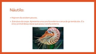 Náutilo:
• Hoje em dia existem poucos.
• .Estrutura do corpo: Apresenta uma concha externa e cerca de 90 tentáculos. É o
único animal dessa classe que possui concha externa.
 