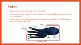 Polvo:
• È considerado o invertebrado mais inteligentes.
• Estrutura do corpo: corpo com oito braços com ventosas. Não possuem concha e
nem nadadeiras.
• Locomoção: locomovem-se por um jato de água produzido por um sifão exalante
Vivem em águas profundas.
 