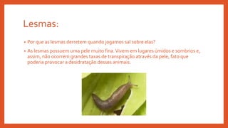 Lesmas:
• Por que as lesmas derretem quando jogamos sal sobre elas?
• As lesmas possuem uma pele muito fina.Vivem em lugares úmidos e sombrios e,
assim, não ocorrem grandes taxas de transpiração através da pele, fato que
poderia provocar a desidratação desses animais.
 