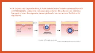 • Em resposta ao corpo estranho, o manto secreta uma série de camadas de nácar
ou madrepérola, substância composta por pectatos de carbonato de cálcio na
forma de cristais de aragonita, desempenhando um mecanismo de defesa do
organismo.
 