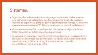 Sistemas:
• Digestão: são herbívoros (muitos são pragas em hortas). Na boca existe
uma estrutura chamada rádula, que funciona como um dente raspador.
Próximo ao papo, fica a glândula salivar seguida pelo estômago. O intestino
apresenta uma torção em "8". O ânus localiza-se na parte dorsal do corpo.
• Muitos moluscos aquáticos se alimentam de pequenas algas que ficam
presas às rochas ou outros pequenos organismos.
• Respiração: os aquáticos marinhos respiram por brânquias e os terrestres e
aquáticos de água doce são pulmonados. Na região dorsal, logo abaixo do
manto visceral, próximo ao ânus, fica uma abertura chamada
pneumóstoma, por onde o ar entra.
 