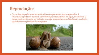 Reprodução:
• Os moluscos podem ser hermafroditas ou apresentar sexos separados. A
fecundação pode ser externa, com liberação dos gametas na água, ou interna. O
desenvolvimento pode ser indireto, ou seja, apresentar uma fase larval, ou direto,
quando do ovo já eclode forma jovem.
 