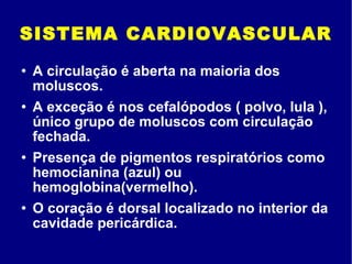 SISTEMA CARDIOVASCULAR A circulação é aberta na maioria dos moluscos. A exceção é nos cefalópodos ( polvo, lula ), único grupo de moluscos com circulação fechada. Presença de pigmentos respiratórios como hemocianina (azul) ou hemoglobina(vermelho). O coração é dorsal localizado no interior da cavidade pericárdica. 