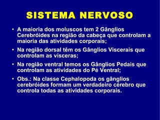 SISTEMA NERVOSO A maioria dos moluscos tem 2 Gânglios Cerebróides na região da cabeça que controlam a maioria das atividades corporais;  Na região dorsal têm os Gânglios Viscerais que controlam as vísceras; Na região ventral temos os Gânglios Pedais que controlam as atividades do Pé Ventral;  Obs.: Na classe Cephalopoda os gânglios cerebróides formam um verdadeiro cérebro que controla todas as atividades corporais. 