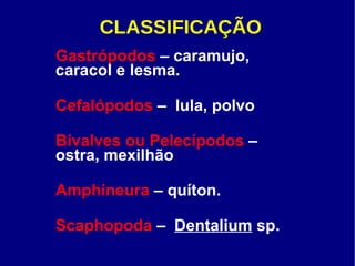 CLASSIFICAÇÃO Gastrópodos  – caramujo, caracol e lesma. Cefalópodos  –  lula, polvo Bivalves ou Pelecípodos  – ostra, mexilhão  Amphineura  – quíton. Scaphopoda  –  Dentalium  sp. 