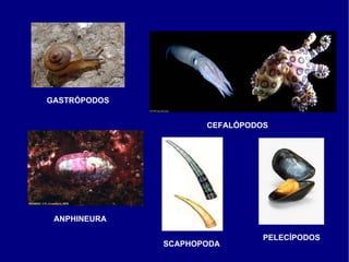 GASTRÓPODOS CEFALÓPODOS ANPHINEURA SCAPHOPODA PELECÍPODOS 