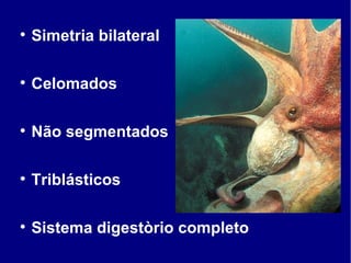 Simetria bilateral Celomados Não segmentados Triblásticos Sistema digestòrio completo 