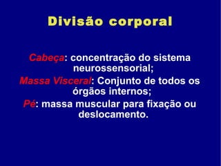 Divisão corporal Cabeça : concentração do sistema neurossensorial; Massa Visceral : Conjunto de todos os órgãos internos;  Pé : massa muscular para fixação ou deslocamento. 