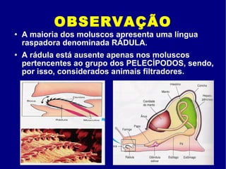OBSERVAÇÃO A maioria dos moluscos apresenta uma língua raspadora denominada RÁDULA. A rádula está ausente apenas nos moluscos pertencentes ao grupo dos PELECÍPODOS, sendo, por isso, considerados animais filtradores. 