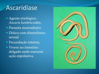 Ascaridíase
 Agente etiológico:
Ascaris lumbricoides.
 Parasita monoxênico.
 Dióico com dimorfismo
sexual.
 Fecundação interna.
 Vivem no intestino
delgado onde exercem
ação espoliativa.
 