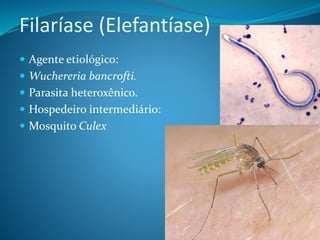 Filaríase (Elefantíase)
 Agente etiológico:
 Wuchereria bancrofti.
 Parasita heteroxênico.
 Hospedeiro intermediário:
 Mosquito Culex
 
