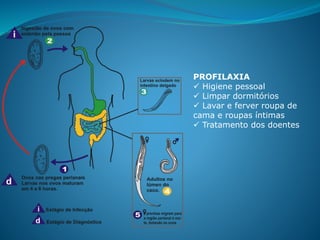PROFILAXIA
 Higiene pessoal
 Limpar dormitórios
 Lavar e ferver roupa de
cama e roupas íntimas
 Tratamento dos doentes
 