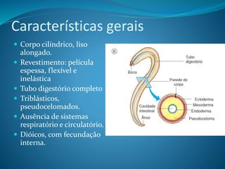 Características gerais
 Corpo cilíndrico, liso
alongado.
 Revestimento: película
espessa, flexível e
inelástica
 Tubo digestório completo
 Triblásticos,
pseudocelomados.
 Ausência de sistemas
respiratório e circulatório.
 Dióicos, com fecundação
interna.
 