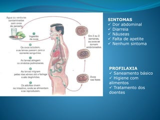 SINTOMAS
 Dor abdominal
 Diarreia
 Náuseas
 Falta de apetite
 Nenhum sintoma
PROFILAXIA
 Saneamento básico
 Higiene com
alimentos
 Tratamento dos
doentes
 
