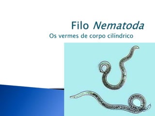 Os vermes de corpo cilíndrico
 