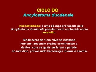 CICLO DO   Ancylostoma duodenale Ancilostomose : é uma doença provocada pelo  Ancylostoma duodenale  popularmente conhecida como  amarelão . Mede cerca de 1 cm, vive no intestino  humano, possuem órgãos semelhantes a  dentes, com os quais perfuram a parede  do intestino, provocando hemorragia interna e anemia. 