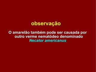 observação O amarelão também pode ser causada por outro verme nematódeo denominado  Necator americanus 
