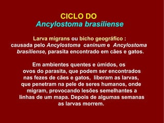 CICLO DO  Ancylostoma brasiliense Larva migrans  ou  bicho geográfico   : causada pelo  Ancylostoma  caninum  e  Ancylostoma  brasiliense,  parasita encontrado em cães e gatos.  Em ambientes quentes e úmidos, os  ovos do parasita, que podem ser encontrados nas fezes de cães e gatos,  liberam as larvas,  que penetram na pele de seres humanos, onde  migram, provocando lesões semelhantes a linhas de um mapa. Depois de algumas semanas as larvas morrem.  