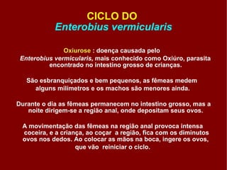 CICLO DO  Enterobius vermicularis Oxiurose  : doença causada pelo  Enterobius vermicularis,  mais conhecido como Oxiúro,   parasita encontrado no intestino grosso de crianças.  São esbranquiçados e bem pequenos, as fêmeas medem  alguns milímetros e os machos são menores ainda. Durante o dia as fêmeas permanecem no intestino grosso, mas a noite dirigem-se a região anal, onde depositam seus ovos.  A movimentação das fêmeas na região anal provoca intensa coceira, e a criança, ao coçar  a região, fica com os diminutos ovos nos dedos. Ao colocar as mãos na boca, ingere os ovos,  que vão  reiniciar o ciclo. 